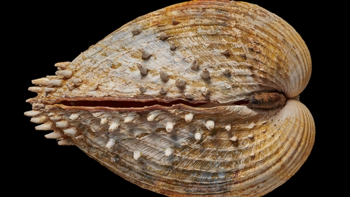 One of Thomas Pennant's items stored at the Natural History Museum