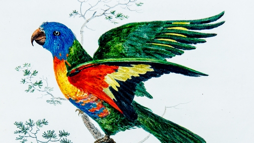 Image of blue bellied parrot (john white voyage to NSW)
