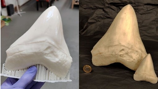 Dau lun o ddant megalodon wedi’u printio â pheiriant 3D, un yn ei ddangos cyn cael ei fireinio a’i heneiddio, y llall yn dangos dant gorffenedig wrth ochr dant siarc llai a darn punt i ddangos y raddfa.