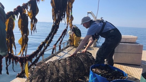 Man on boat using device to collect seaweed.