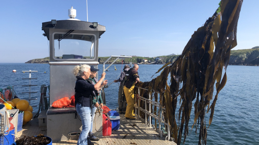 Large seaweed hanging on a boat with the coast in the background. Four people are on the boat and one is taking a picture of the seaweed