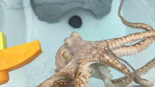 Octopus in tank