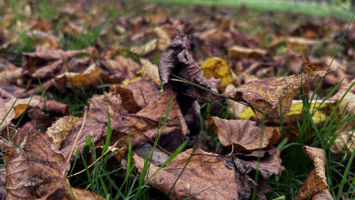 leaves on the floor