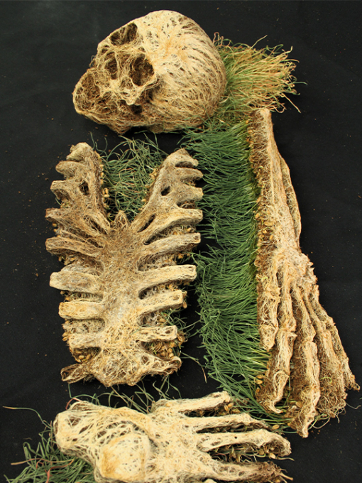 skeleton remains made out of grass seed roots