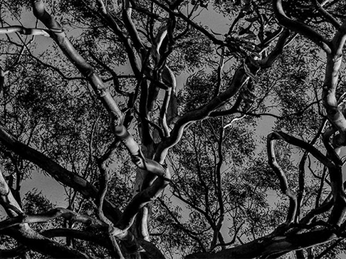 black and white image of tree branches