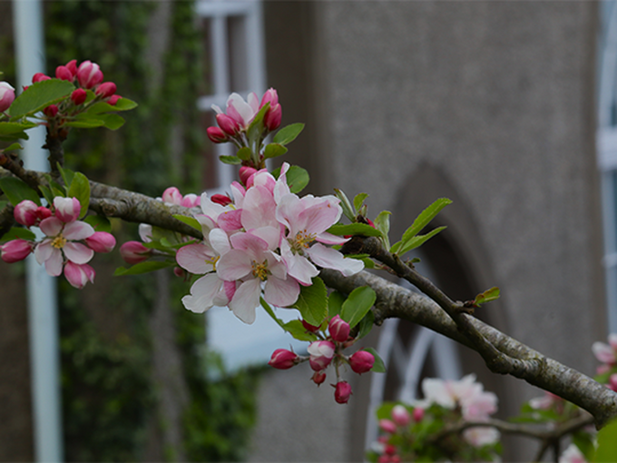 a branch with flowers and berries 
