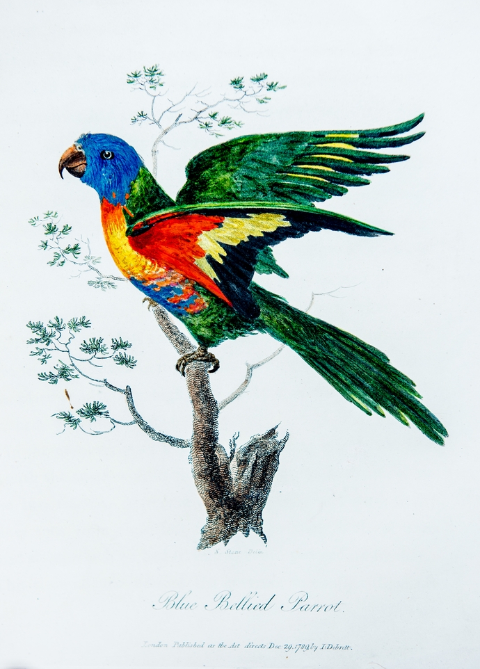 Image of blue bellied parrot (john white voyage to NSW)