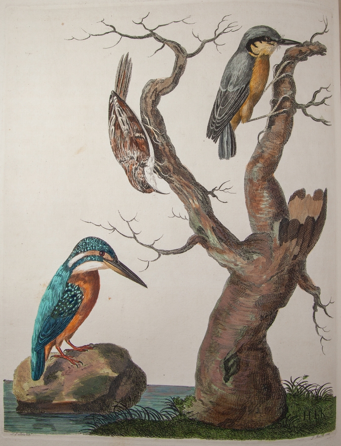 image of Kingfisher painting 