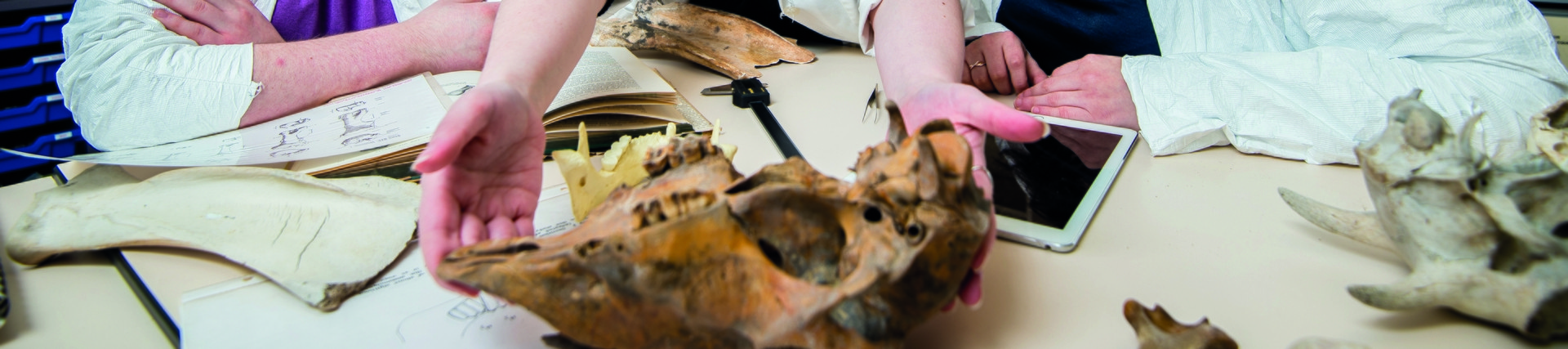 Humanities students studying an animal skull