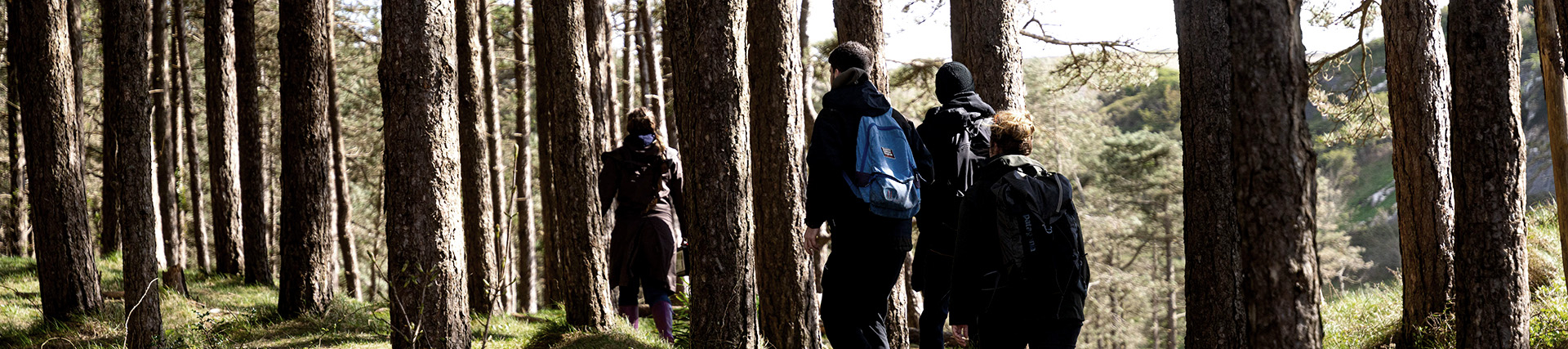 A group of students hike through a pine forest.